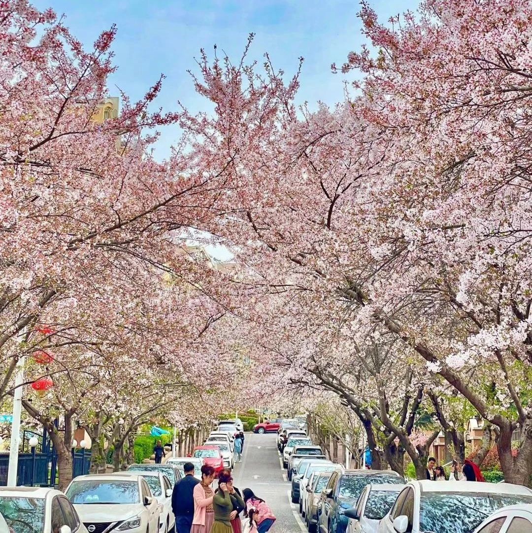 青岛这个小区最近火了!因为......|青岛市_新浪新闻