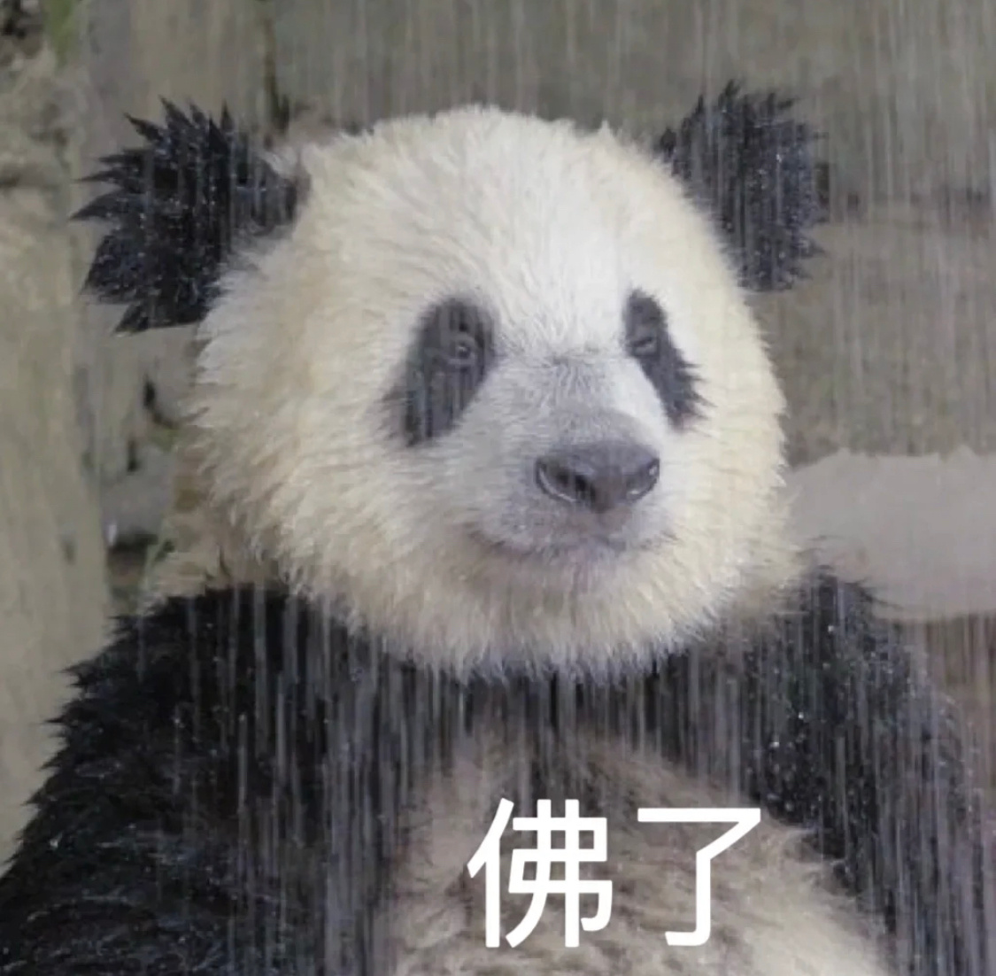 熊猫表情包好好用哈哈哈哈哈哈哈哈哈表情包_新浪新闻 — free download