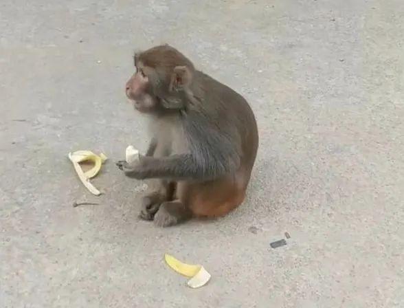 梦到自己被一只猴子从天空中掉下来砸中,寓意解析与心灵启示 梦到自己被一只猴子从天空中掉下来砸中,寓意解析与心灵启示