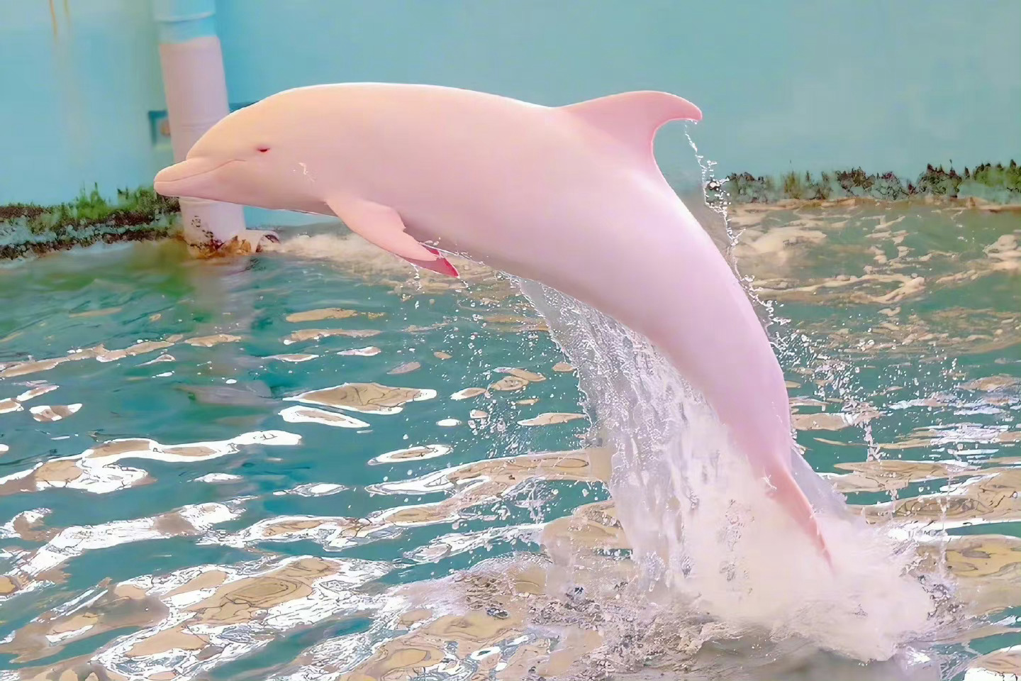 “八仙过海杯”中华白海豚主题摄影活动