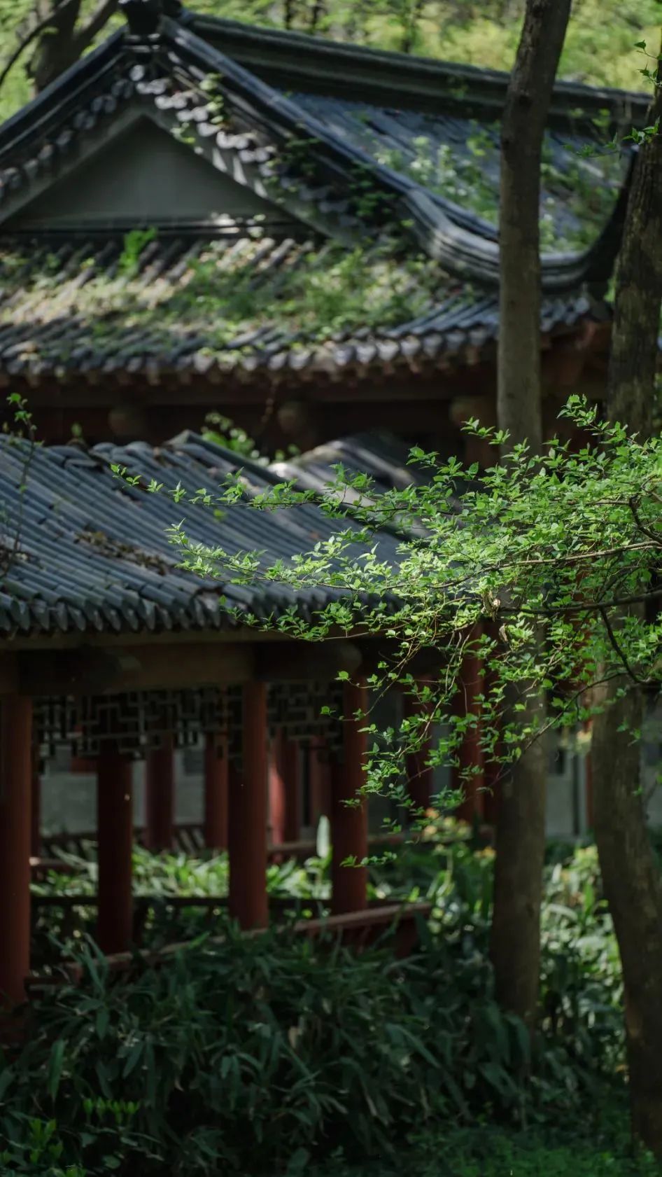 江苏十三城清明出游指南?别错过这五回应你的旅行期待!” 江苏十三城清明出游指南?别错过这五回应你的旅行期待!”