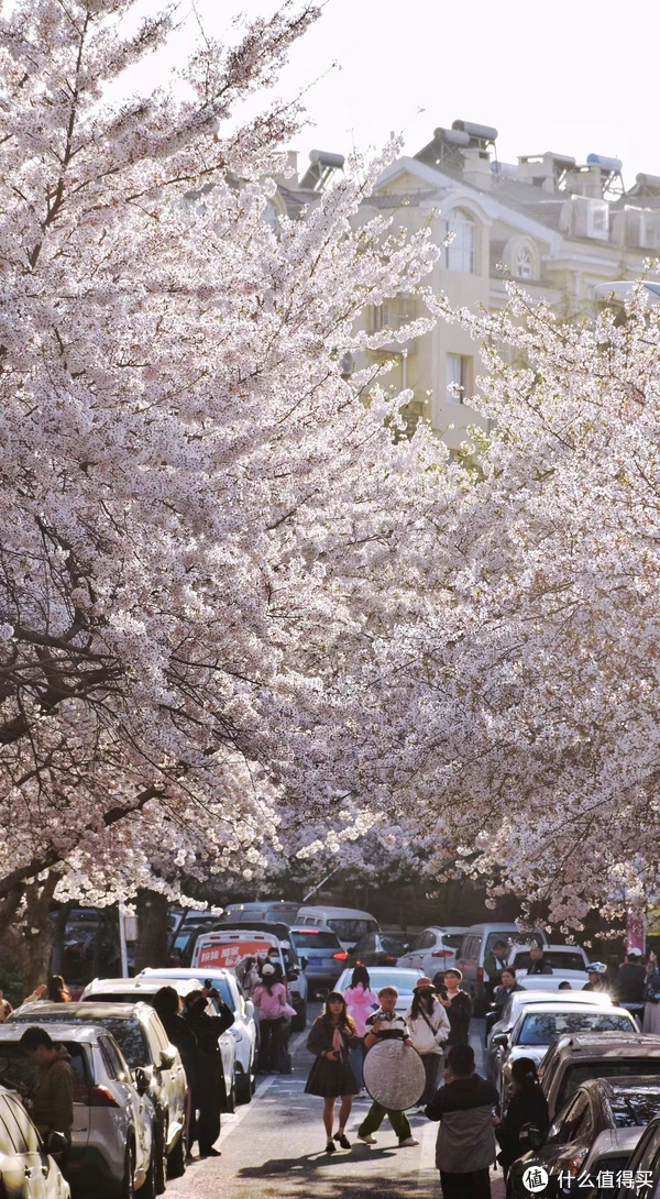 春季出游计划-欢迎大家来青岛看花|青岛市|樱花_新浪新闻