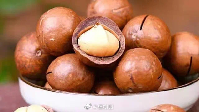 30年前，一粒澳洲坚果种子漂洋过海，从<a href=