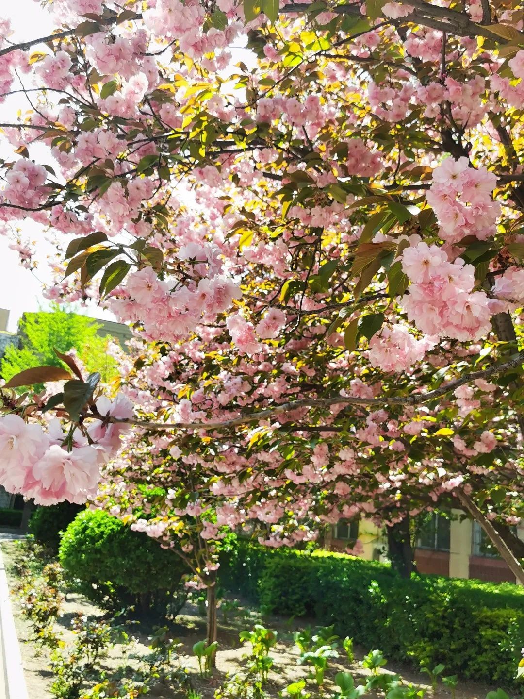 最美校园四月花！-手机新浪网