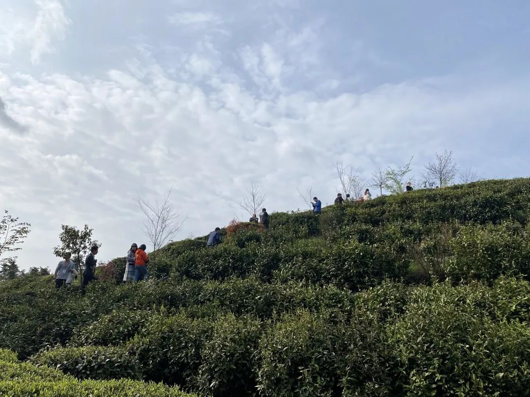 欣赏 | “助力茶乡向振兴·新闻战线安化行”手机摄影大赛获奖作品撷选