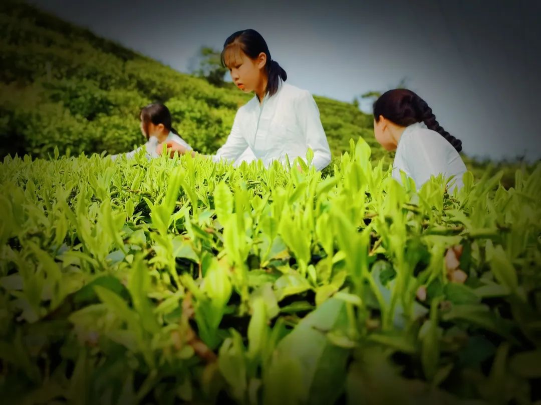 欣赏 | “助力茶乡向振兴·新闻战线安化行”手机摄影大赛获奖作品撷选