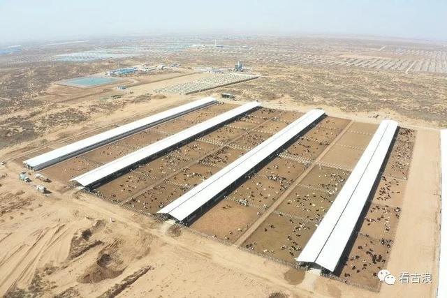 古浪县黄花滩奶牛养殖区,为武威市打造“百亿级河西走廊黄金奶源基地”提供支撑(图4) 古浪县黄花滩奶牛养殖区,为武威市打造“百亿级河西走廊黄金奶源基地”提供支撑(图4)