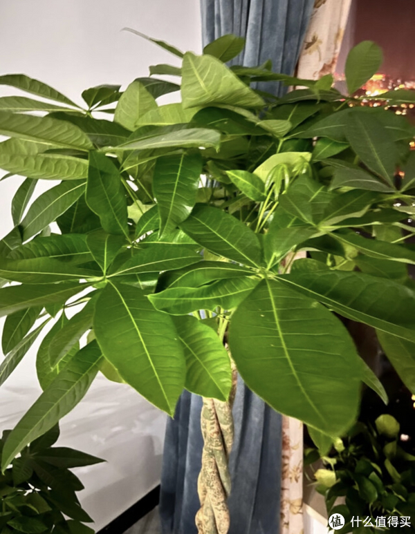 如何正确养护木绣球