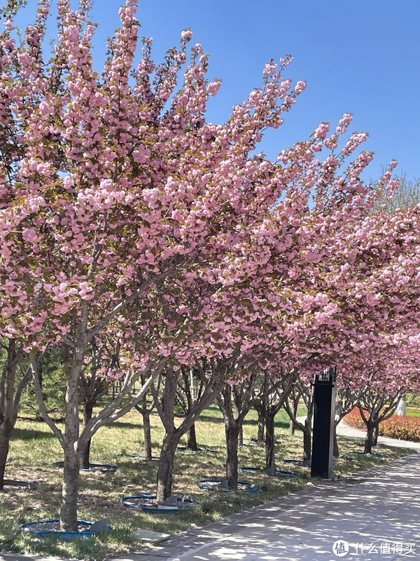 合肥品茶周末好去处：从入门到精通的实用指南