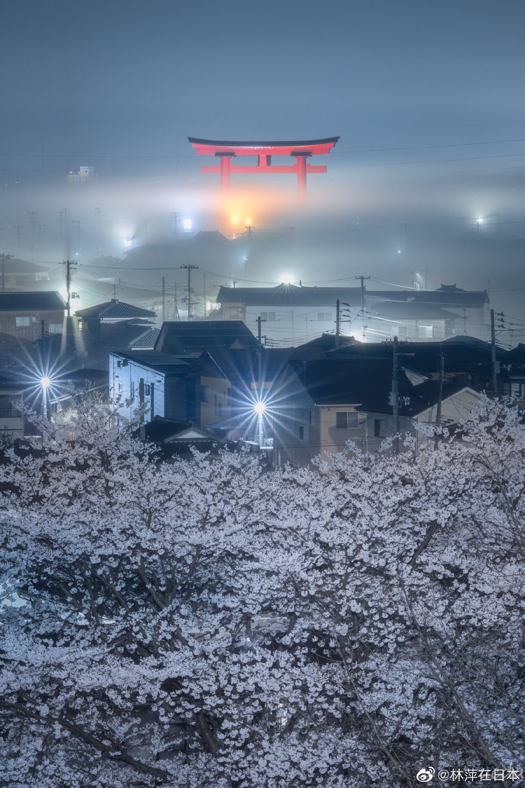 新潟县弥彦村的大鸟居与樱花，感觉跟民宅不是一个时代的……