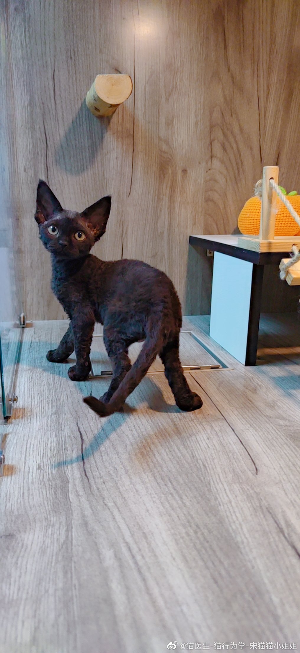 德文·布克状态火热季前赛表现抢眼 克里斯·保罗组织能力依旧稳健