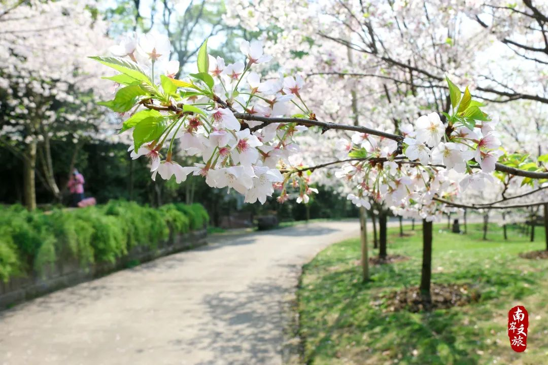 南山植物园 图：南岸文旅