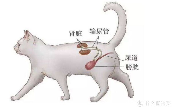 速看（猫咪尿的次数少）猫尿量很少，养猫人心中的噩梦——猫主子尿频 尿量少 甚至尿液粉红色。别怕，看了这篇你就懂，