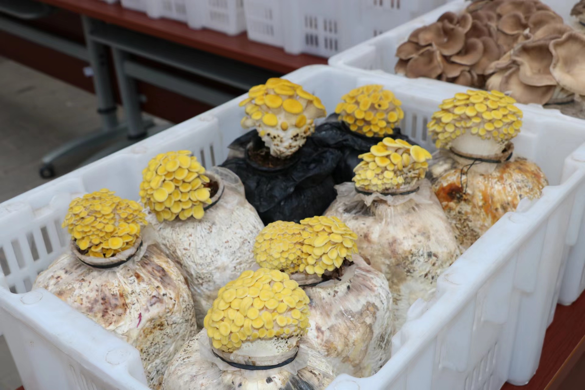 中国农科院农业资源与农业区划研究所举行的科普活动中，展示的各种菌菇产品。中国农科院环发所供图
