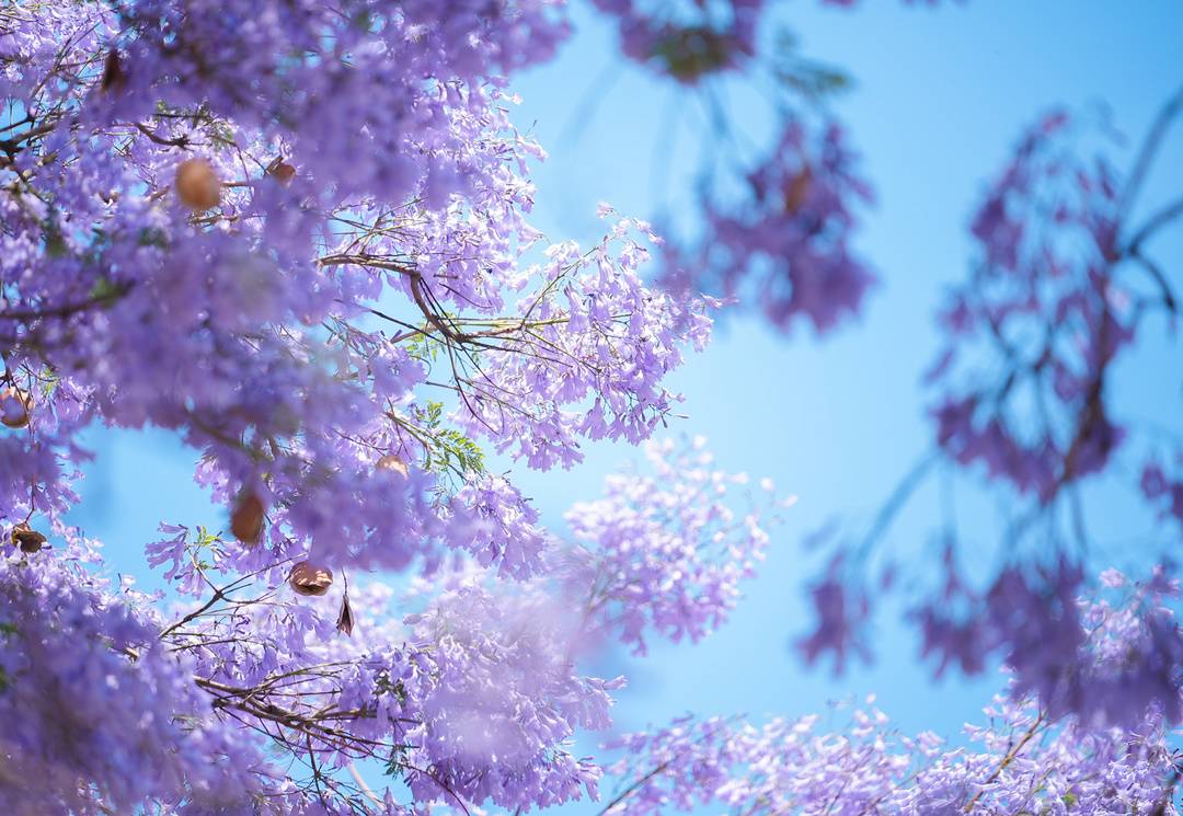 图集丨四川凉山西昌的专属浪漫 蓝花楹在城区开成了紫色花海|花海|四川省_新浪新闻