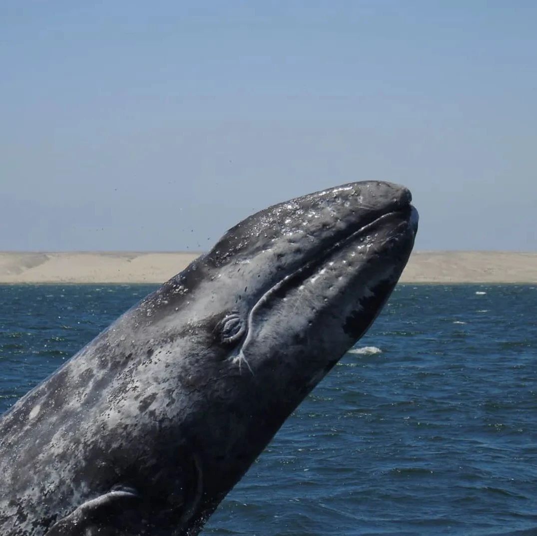 灰鲸名称由来 灰鲸为何会在地中海迷路