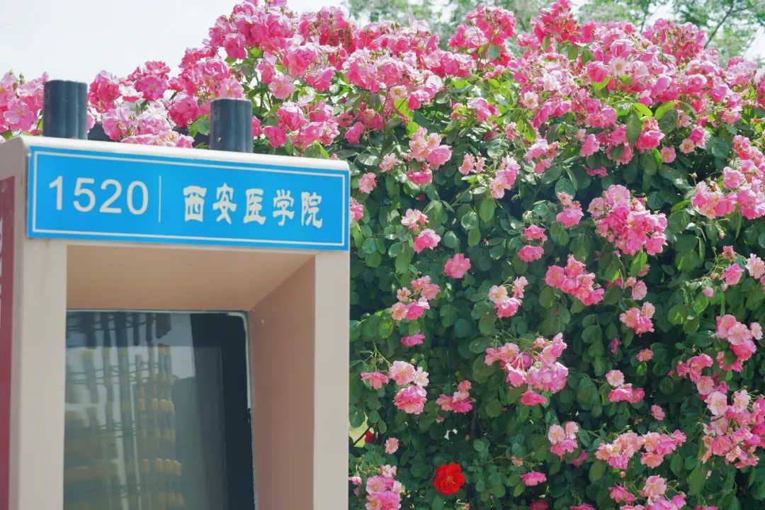 △拍摄于2022年△拍摄于2023年(月季)