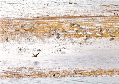 流动的河亲民惠民 生态的水木茂鸟集