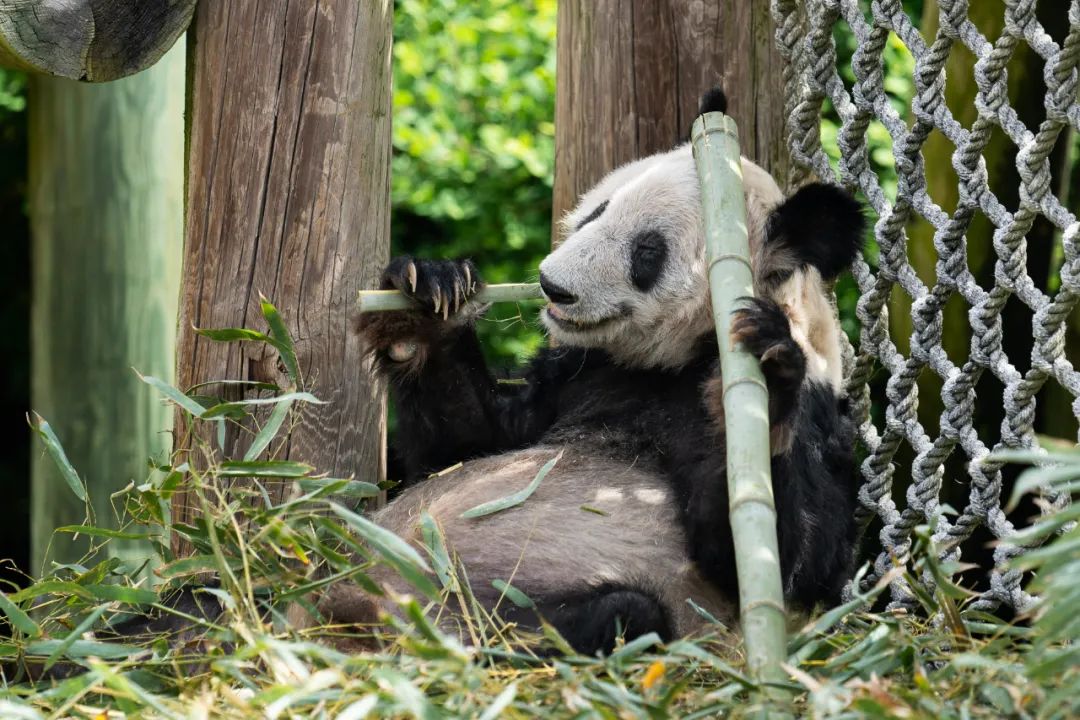 ▲2023年4月25日，在美國田納西州孟菲斯動物園拍攝的大熊貓“丫丫”。圖/新華社