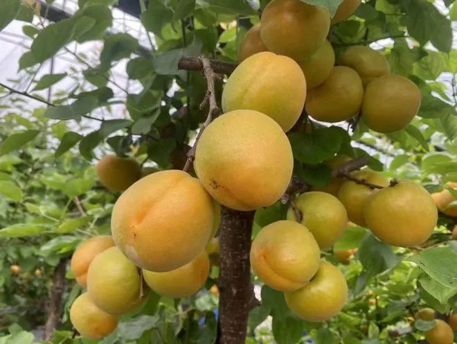 ▲运城一处种植基地内成熟的杏子挂满枝头。受访者供图