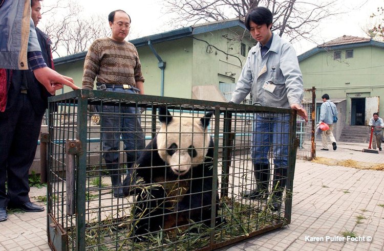 2003年，準備前往美國的大熊貓“丫丫”。Karen Pulfer Focht 攝