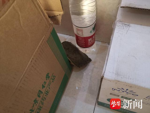 图为被疑为小偷的甲鱼