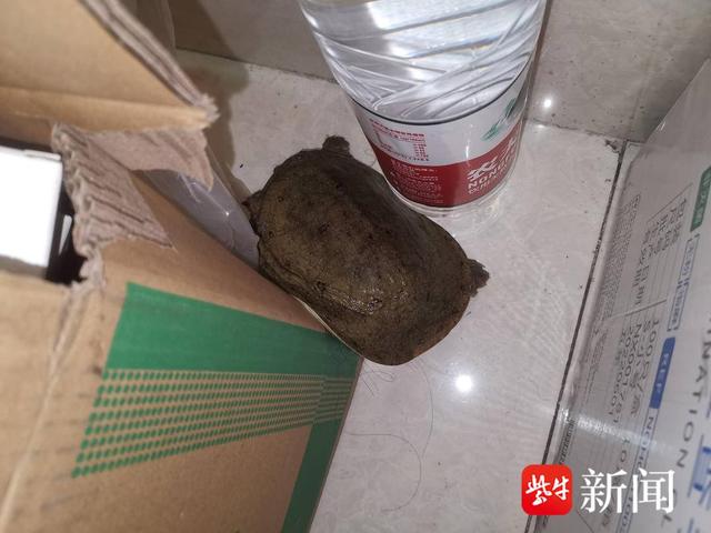 图为被疑为小偷的甲鱼