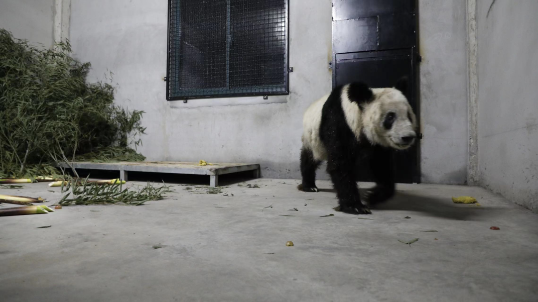 來源:國家林草局 攝影:付卓新