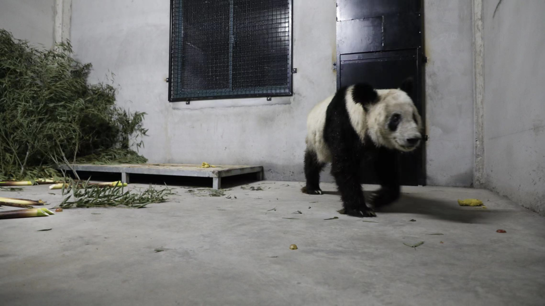 來源：國家林草局 攝影：付卓新