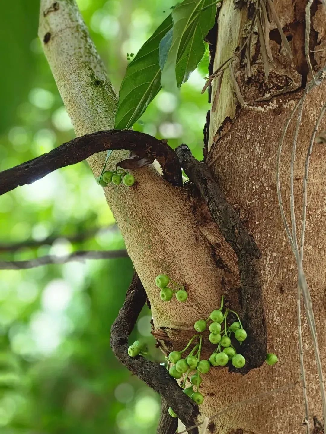 北京呀路古游园攻略|热带观光、非遗木鼓、民族表演!拒绝人山人海,才叫真度假!