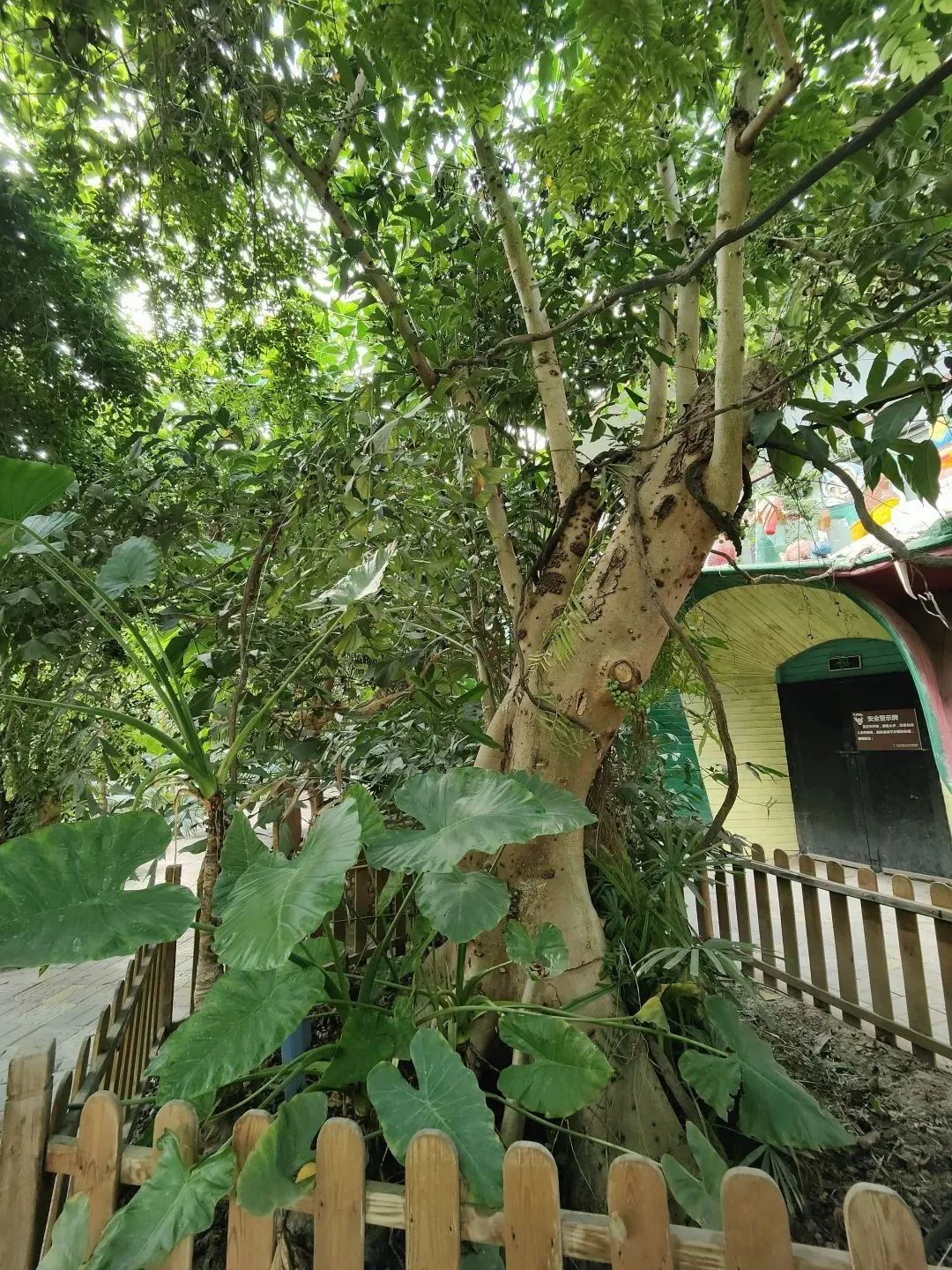 北京呀路古游园攻略|热带观光、非遗木鼓、民族表演!拒绝人山人海,才叫真度假!