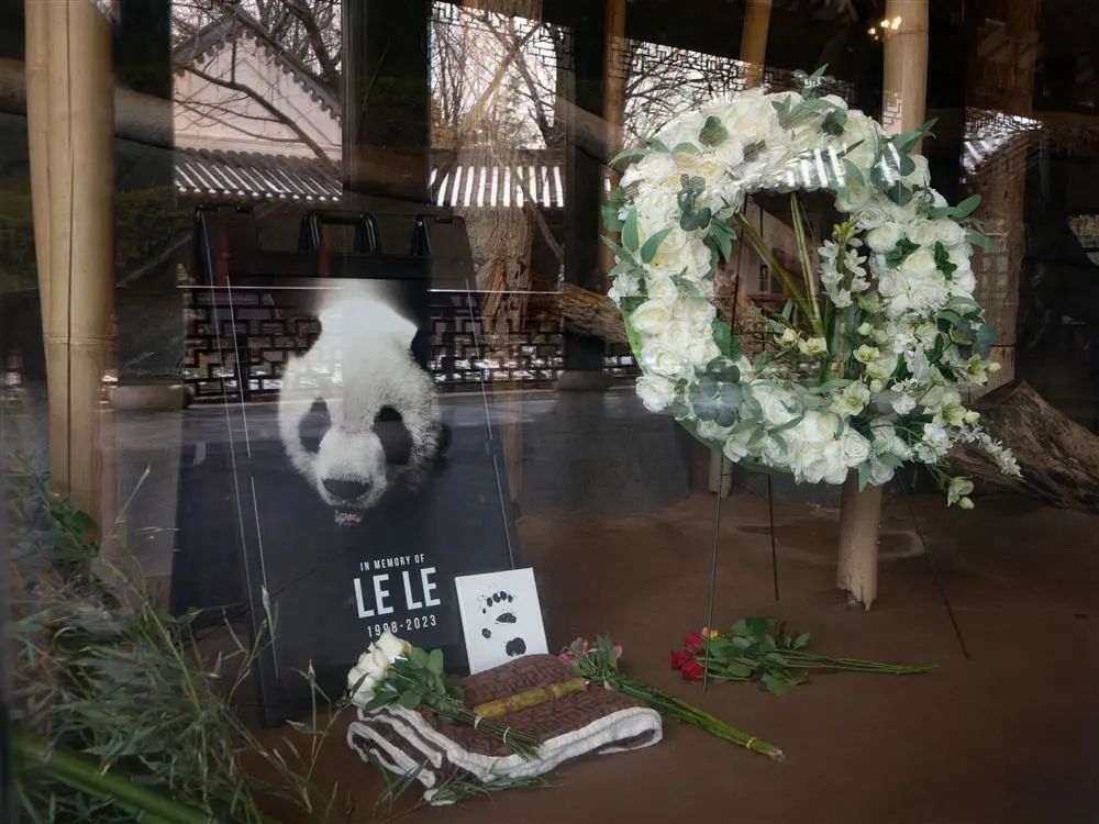 今年2月4日，孟菲斯動物園擺放了紀念大熊貓“樂樂”的照片和鮮花  圖片來源：新華社