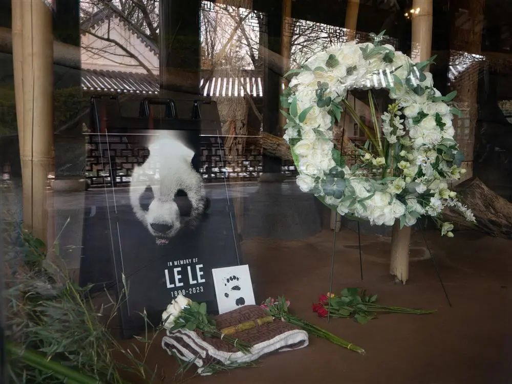 今年2月4日,孟菲斯動物園擺放了紀念大熊貓“樂樂”的照片和鮮花 圖片來源:新華社