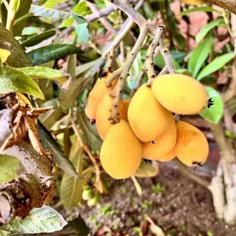 北京呀路古游园攻略|热带观光、非遗木鼓、民族表演!拒绝人山人海,才叫真度假!