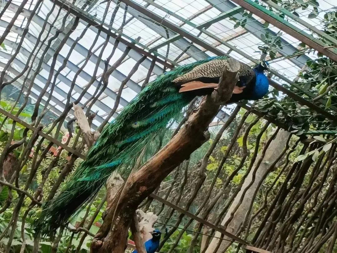 北京呀路古游园攻略|热带观光、非遗木鼓、民族表演!拒绝人山人海,才叫真度假!