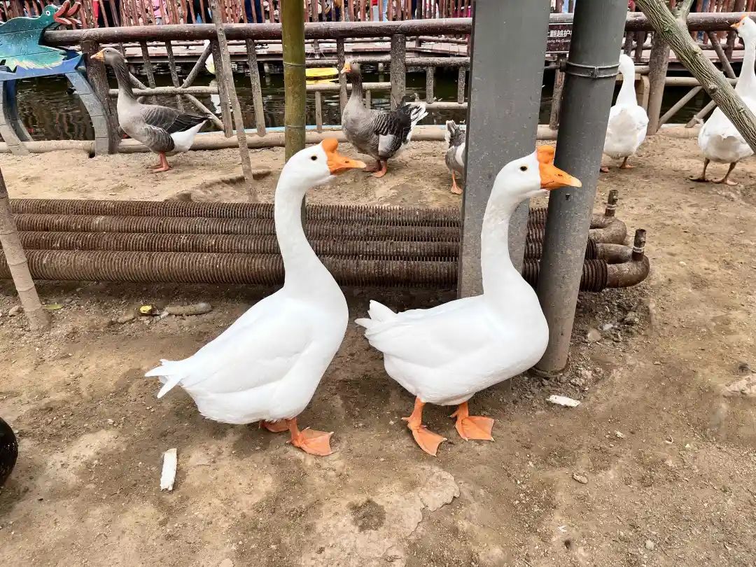 北京呀路古游园攻略|热带观光、非遗木鼓、民族表演!拒绝人山人海,才叫真度假!