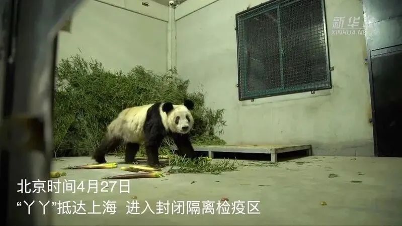 入住封閉隔離檢疫區的“丫丫”身體狀況良好 圖片來源:新華社