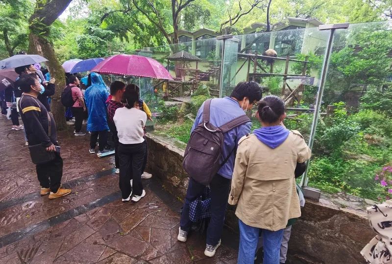 上海動物園大熊貓館，室內的“星光”、室外的“和風”吸引了大批市民遊客駐足  陳璽撼 攝