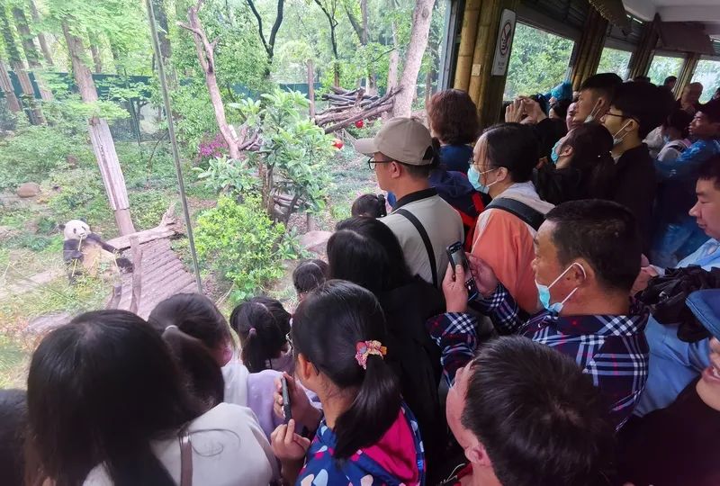 上海動物園大熊貓館，室內的“星光”、室外的“和風”吸引了大批市民遊客駐足  陳璽撼 攝