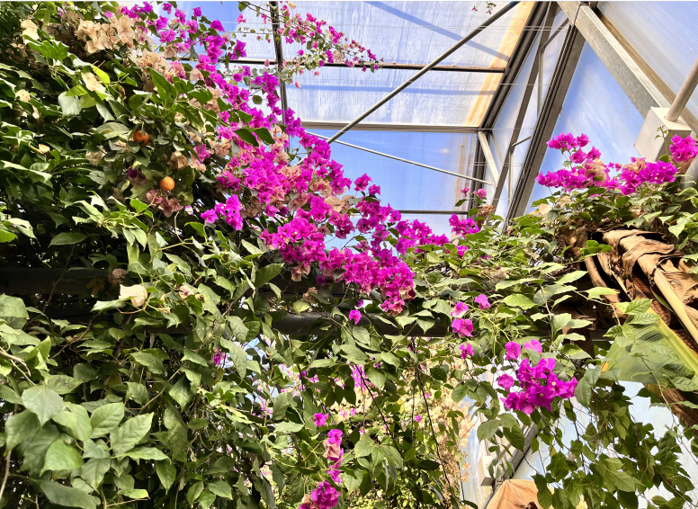 北京呀路古游园攻略|热带观光、非遗木鼓、民族表演!拒绝人山人海,才叫真度假!