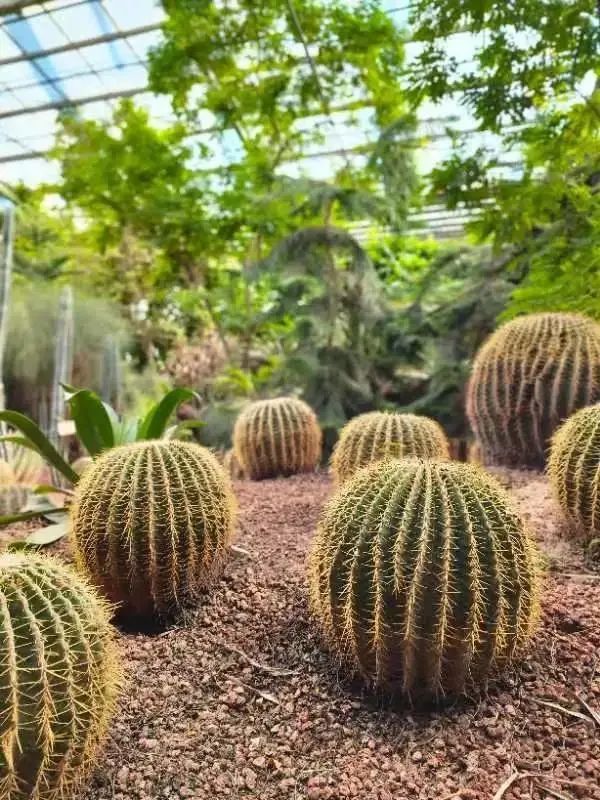 北京呀路古游园攻略|热带观光、非遗木鼓、民族表演!拒绝人山人海,才叫真度假!