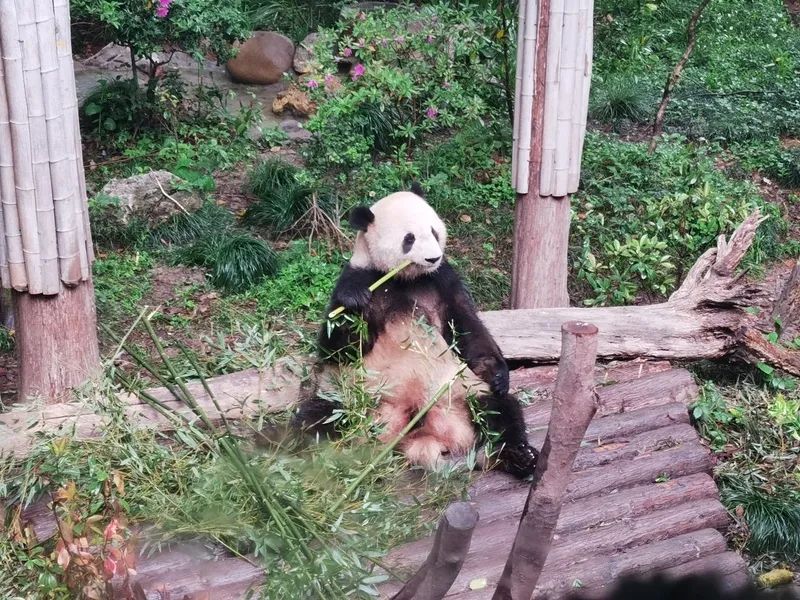 上海動物園大熊貓館,室內的“星光”、室外的“和風”吸引了大批市民遊客駐足 陳璽撼 攝