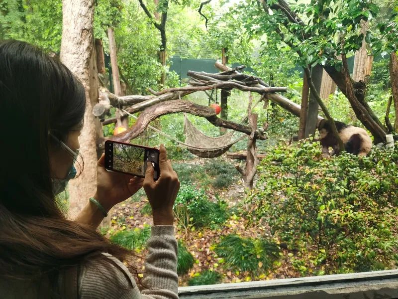 上海動物園大熊貓館，室內的“星光”、室外的“和風”吸引了大批市民遊客駐足  陳璽撼 攝