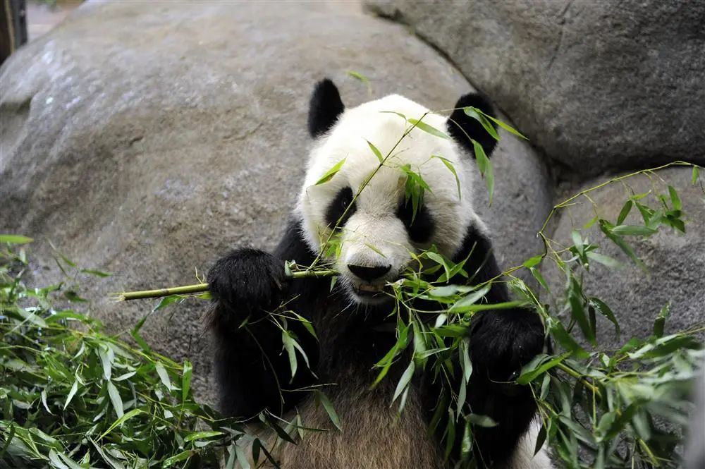 2010年8月13日，在孟菲斯動物園，12歲的“樂樂”在吃竹子  圖片來源：新華社