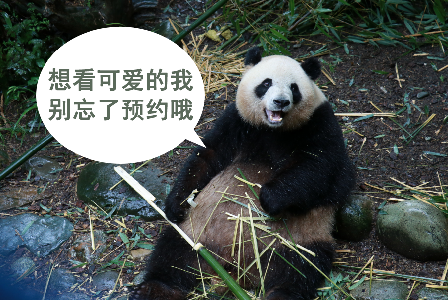 四川紧急提醒：这些景区未预约勿前往！