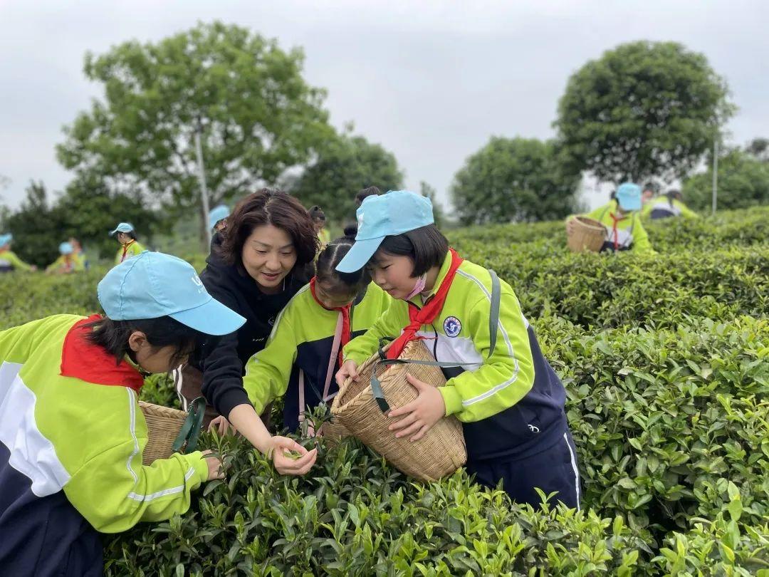 学到了（茶园研学作文700字）茶园研学作文三年级，传承茶文化，体验茶园生活——鹤翔学校三年级研学劳动实践活动，河南省普通高中教育服务平台，