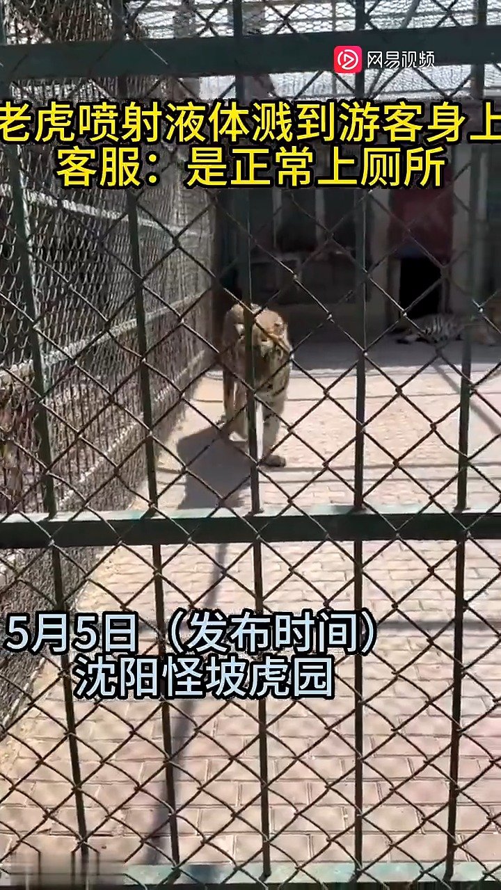 沈阳女游客动物园观虎被老虎喷一身尿，园方：它在占领地，没针对游客