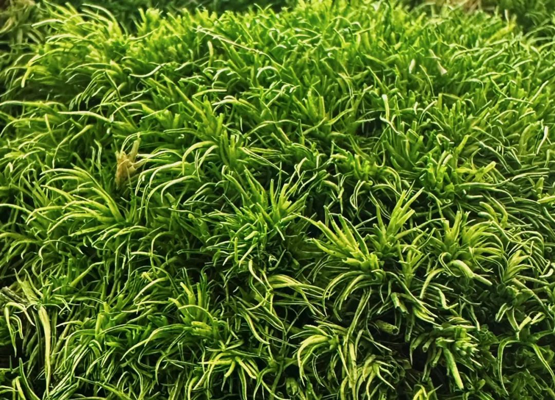 他一笑,我原谅《漫长的季节》所有的刀休闲区蓝鸢梦想 - Www.slyday.coM 他一笑,我原谅《漫长的季节》所有的刀休闲区蓝鸢梦想 - Www.slyday.coM