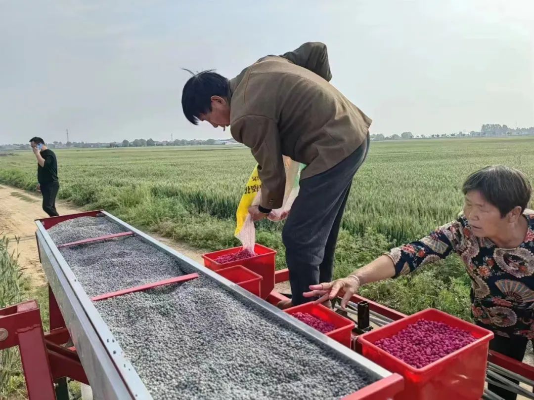 主产区今年花生种植如何，市场有什么新变化？↓↓↓看最新一线调研