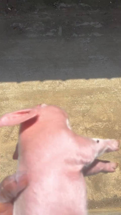 冷知识：猪是世界上唯一粉色的动物|猪|动物|猫_新浪新闻